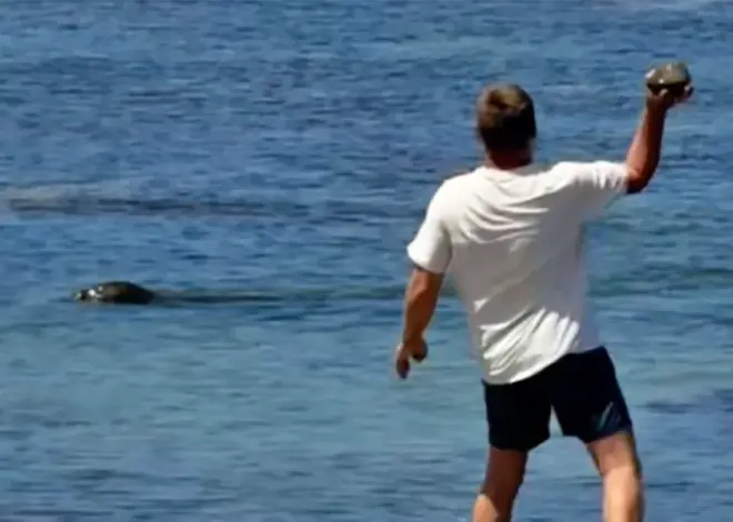 Lawyer says tourist accused of hurling rock at Hawaiian monk seal has been doxed and threatened