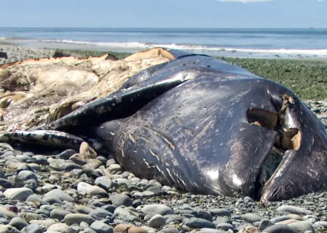 3 months, 21 dead gray whales: Why so many carcasses are washing up on Pacific shores