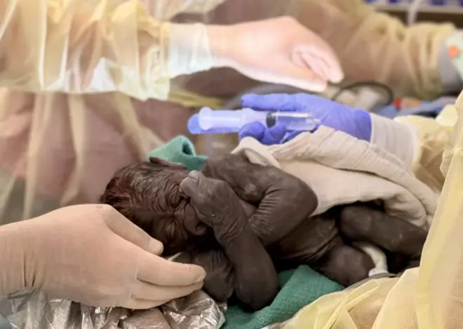 Baby gorilla delivered via rare C-section at Seattle zoo