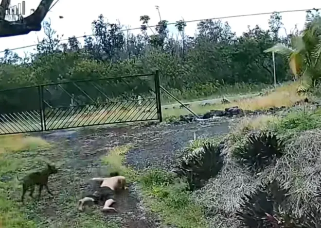 Hawaii community feared triple-murder suspect would ‘show up at their house with a machete’