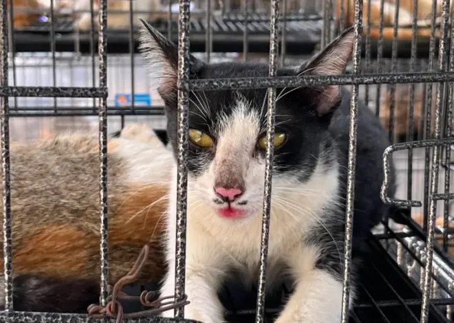 Police rescue hundreds of cats from being eaten in Vietnam with bust of major animal theft ring