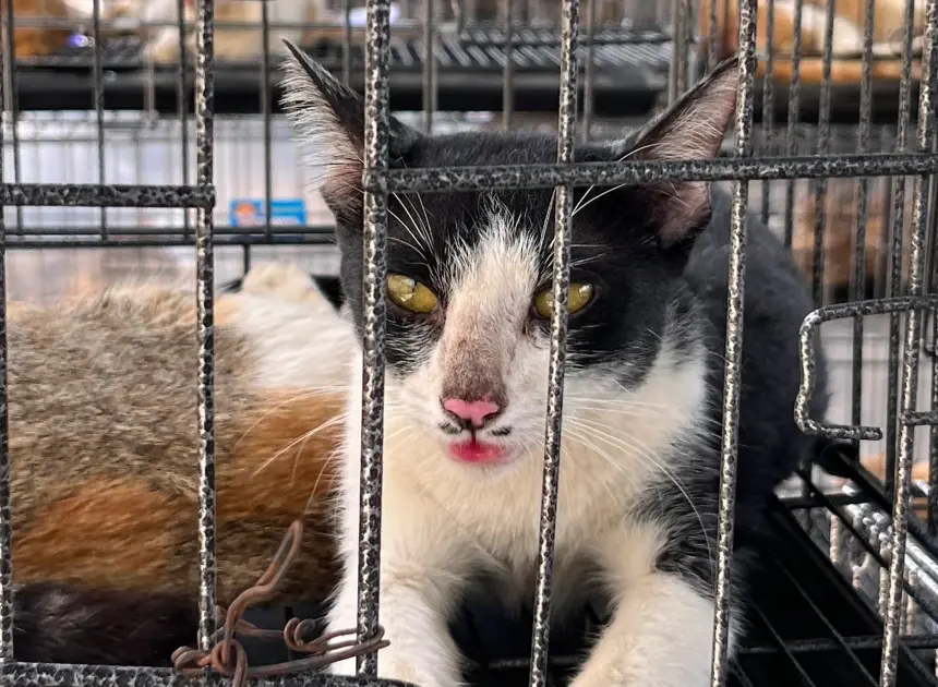 Police rescue hundreds of cats from being eaten in Vietnam with bust of major animal theft ring
