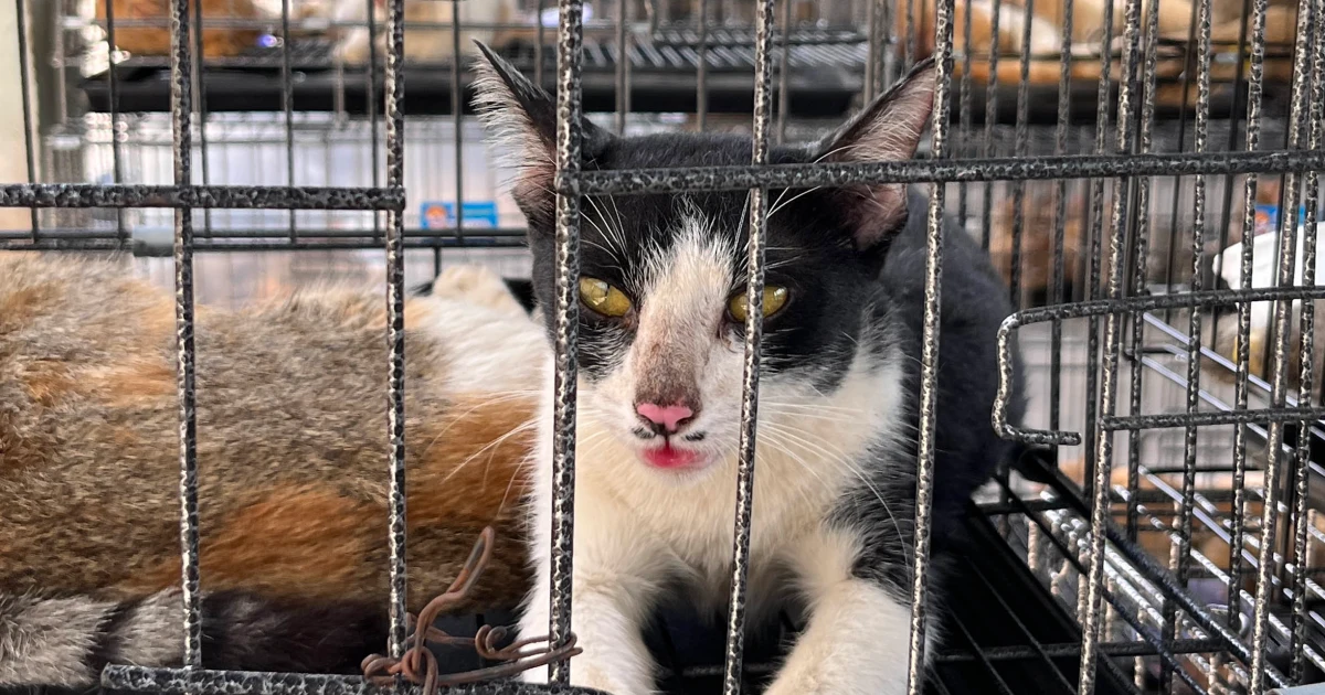 Police rescue hundreds of cats from being eaten in Vietnam with bust of major animal theft ring