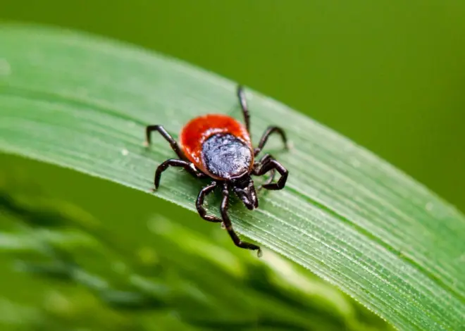 Rare type of Lyme disease found for the first time in New York