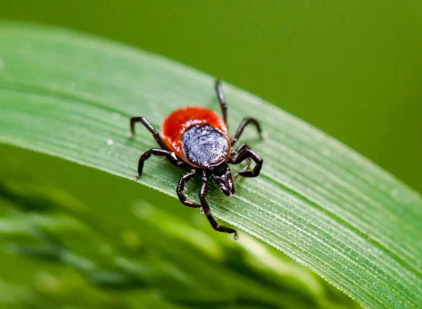 Rare type of Lyme disease found for the first time in New York