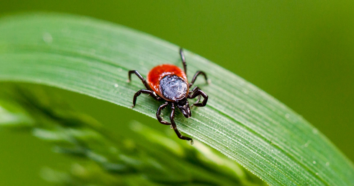 Rare type of Lyme disease found for the first time in New York
