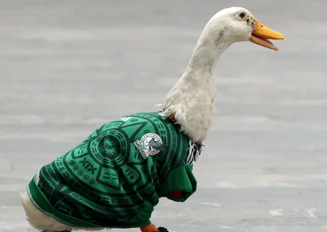 How a duck named Merlin became the face of Team Mexico during the World Cup
