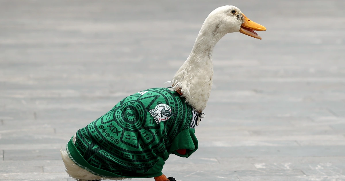 How a duck named Merlin became the face of Team Mexico during the World Cup