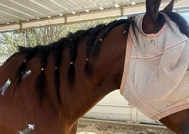 Teen rider accused of stabbing 3 horses at Las Vegas race was ‘stalker,’ injured horse’s owner says