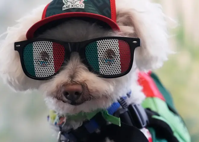Rescue dog Osito steals hearts at the World Cup, one bike ride at a time