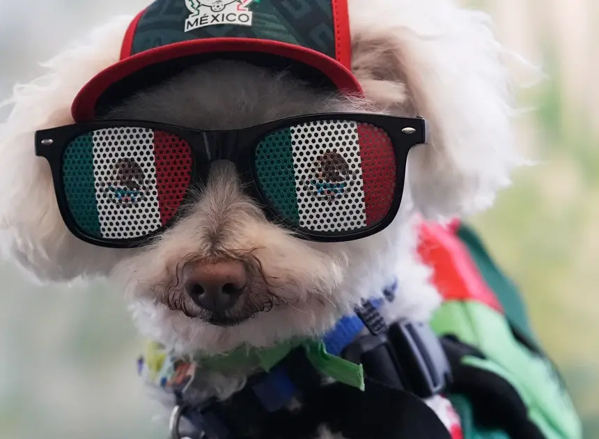 Rescue dog Osito steals hearts at the World Cup, one bike ride at a time