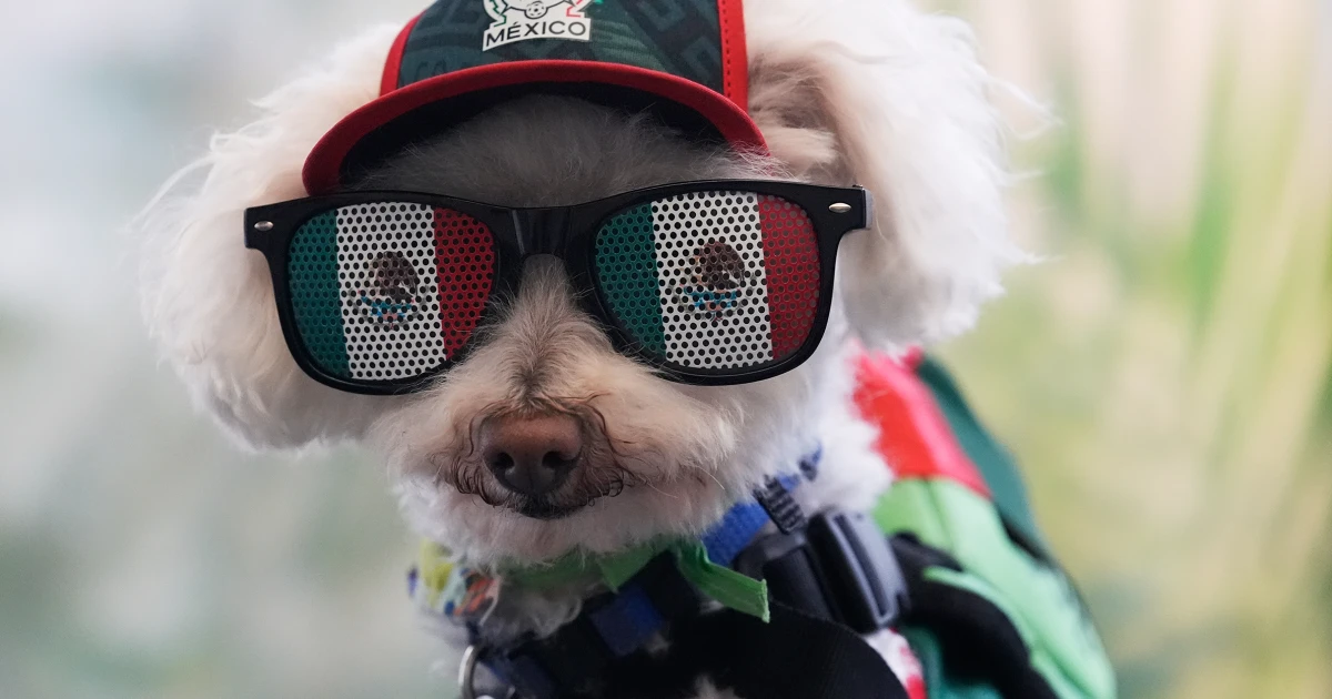 Rescue dog Osito steals hearts at the World Cup, one bike ride at a time