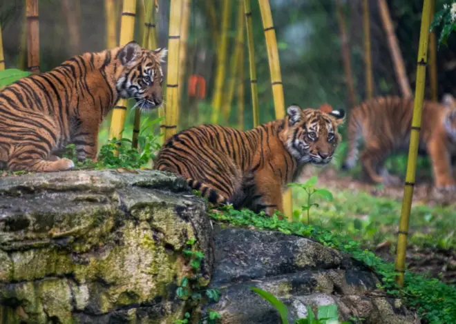 Leopards, tigers and AI data, oh my! Nashville Zoo tries to halt proposed data center