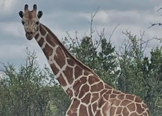 Missing giraffe ‘Gracie’ found in Texas