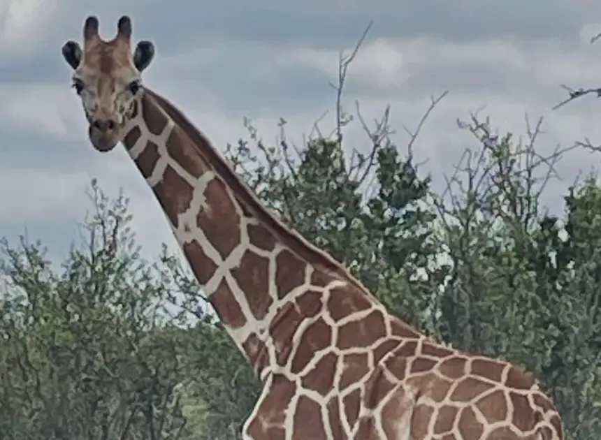 Missing giraffe ‘Gracie’ found in Texas