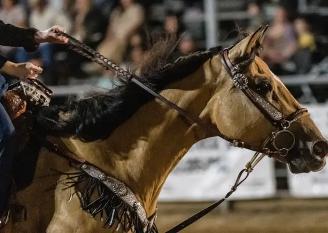 Teen horse competitor accused of hurting animals during Las Vegas event