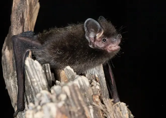 6-year-old girl bitten by rabid bat while playing outside her Wisconsin home, family says