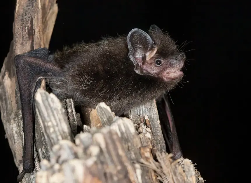 6-year-old girl bitten by rabid bat while playing outside her Wisconsin home, family says
