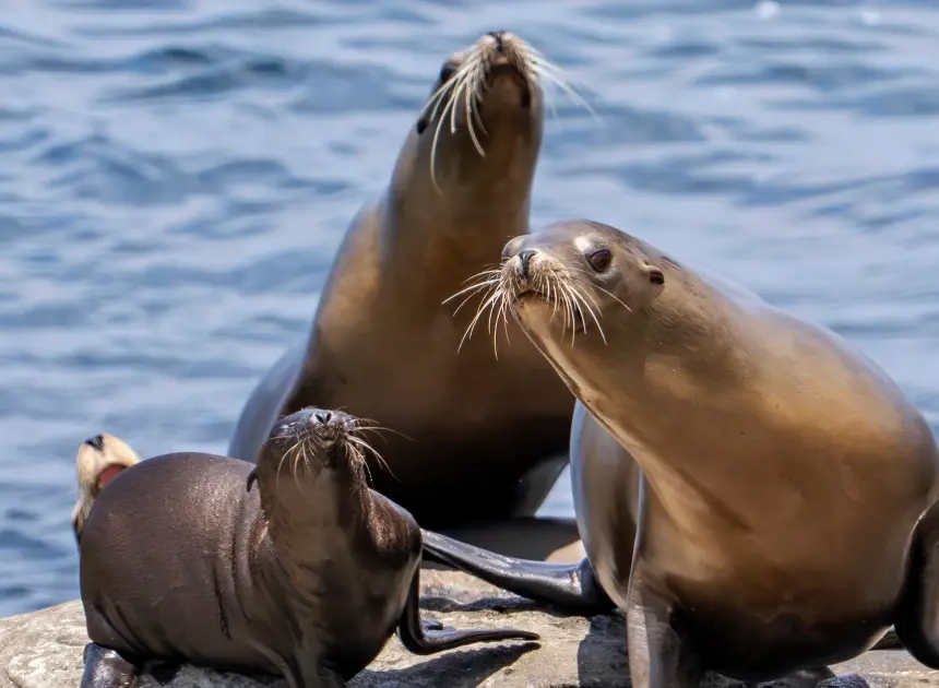 Federal officials investigating after video appears to show man kicking a sea lion on a California beach