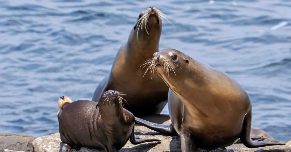 Federal officials investigating after video appears to show man kicking a sea lion on a California beach