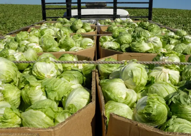 Cyclosporiasis outbreak expands to 9 states