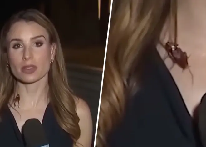 Reporter keeps her cool after cockroach lands on her during live report