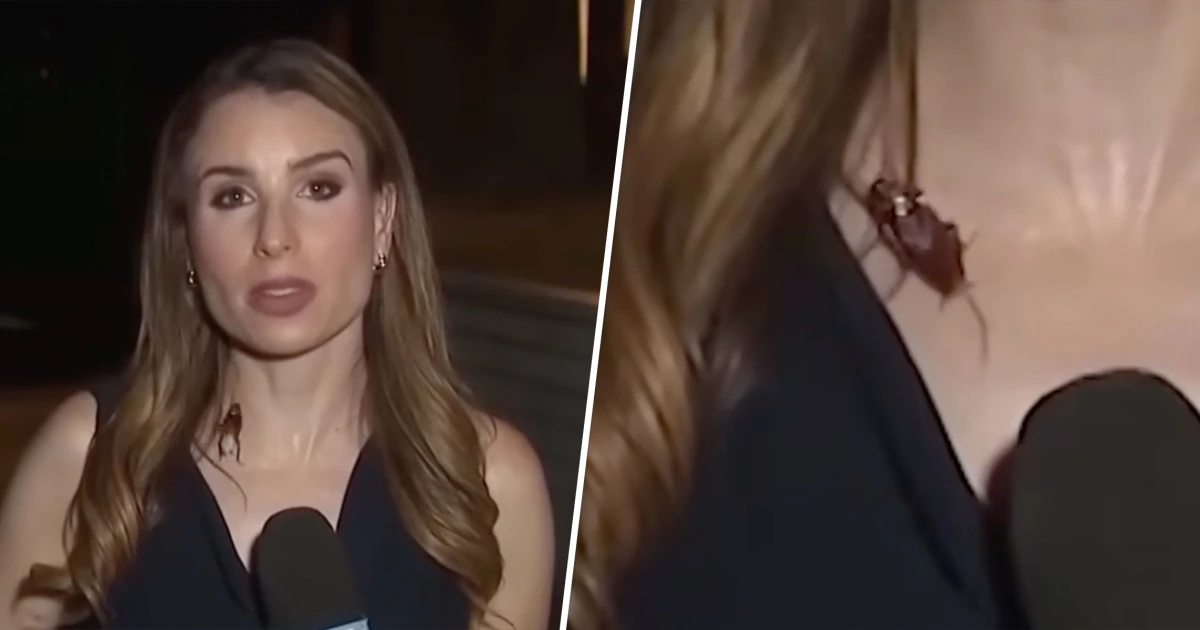 Reporter keeps her cool after cockroach lands on her during live report