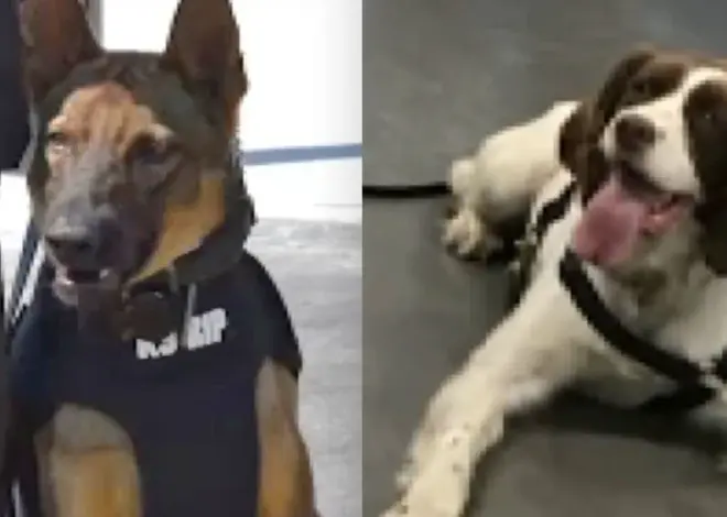 New Jersey officer charged after two K-9s die in hot vehicle, prosecutors say