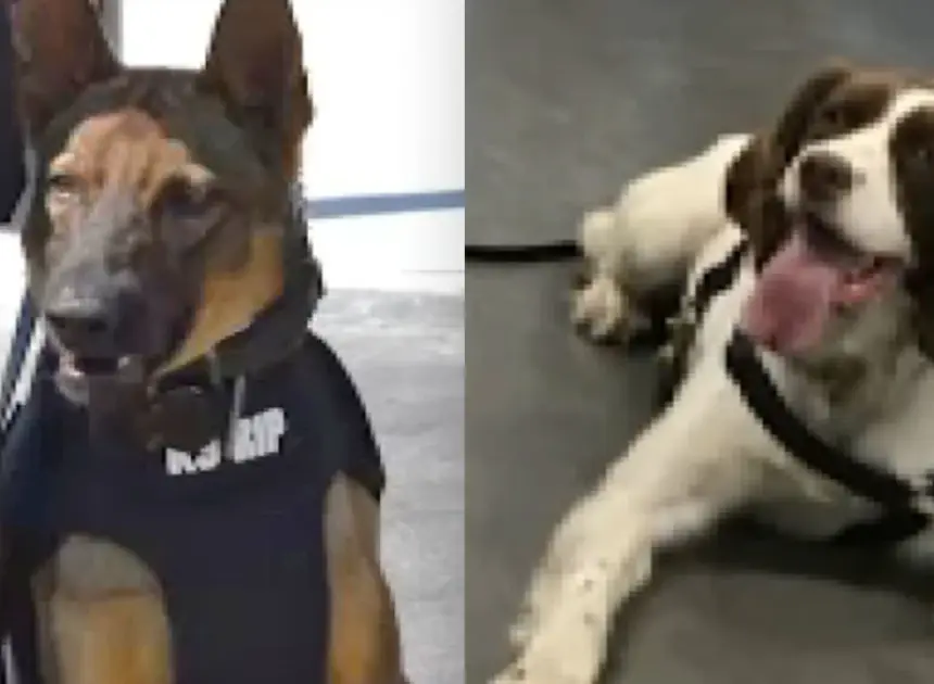 New Jersey officer charged after two K-9s die in hot vehicle, prosecutors say
