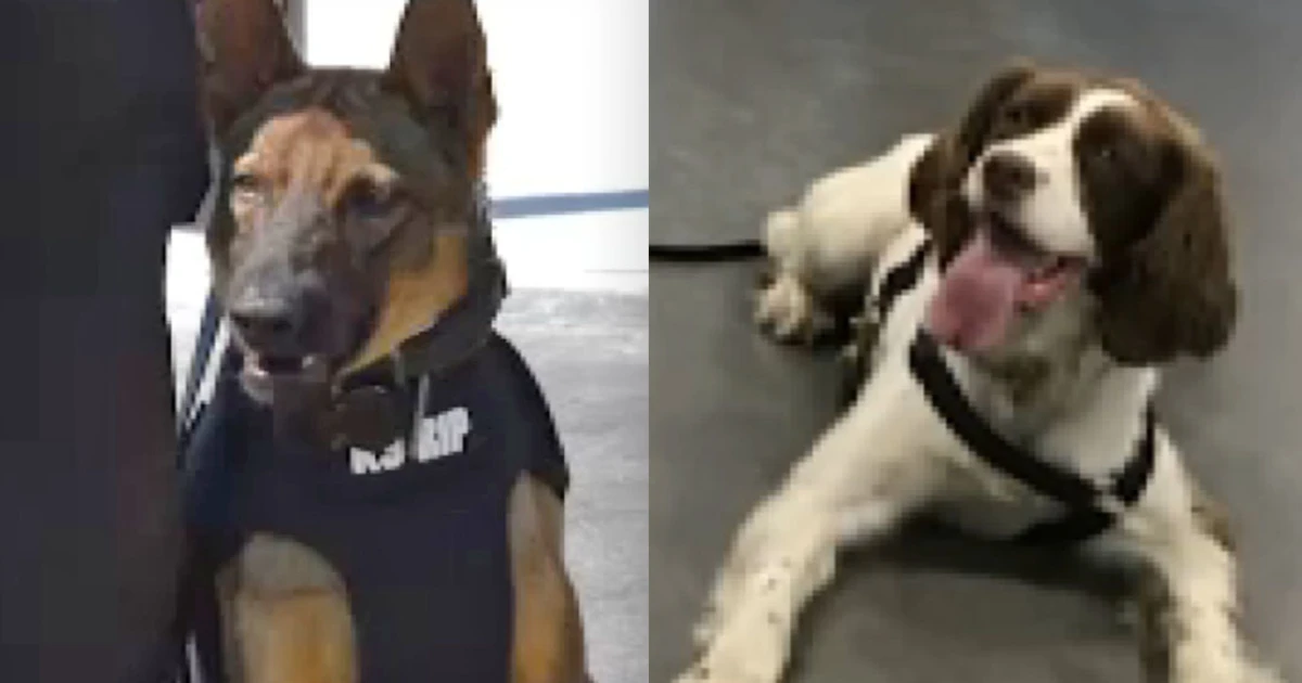 New Jersey officer charged after two K-9s die in hot vehicle, prosecutors say