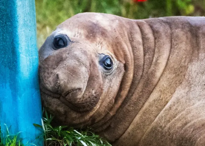 Australian officials ask fans to respect the privacy of Neil, a 1-ton seal who respects nothing