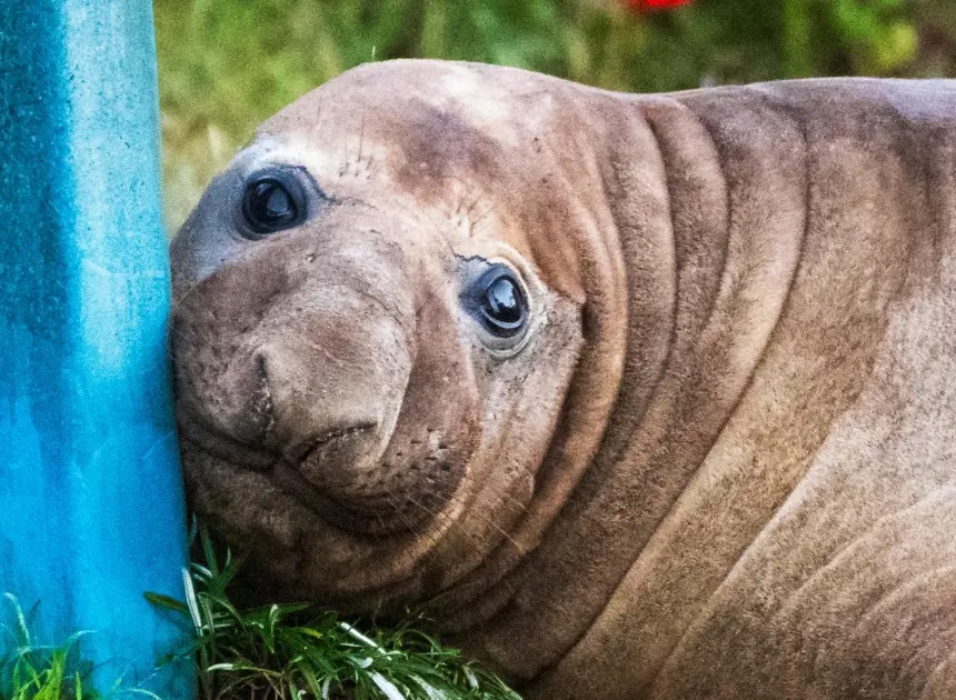 Australian officials ask fans to respect the privacy of Neil, a 1-ton seal who respects nothing