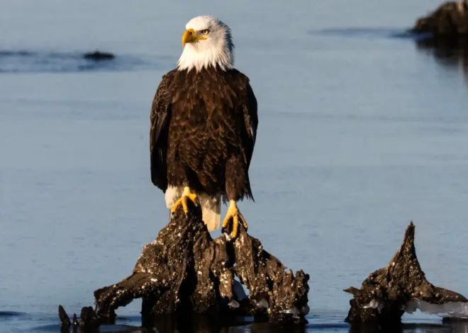 Trump administration weakens protections for threatened animal species