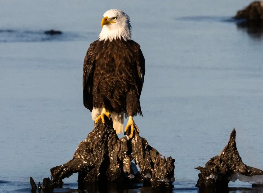 Trump administration weakens protections for threatened animal species
