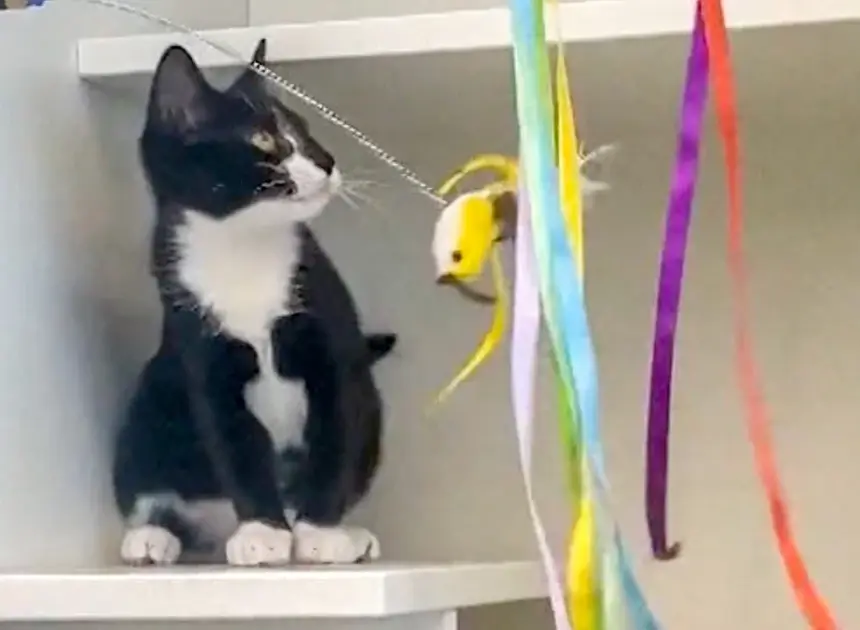Real cat burglar steals kitten, tries to rob bank in Maryland, gets caught instead