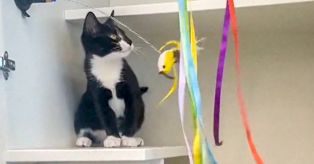 Real cat burglar steals kitten, tries to rob bank in Maryland, gets caught instead