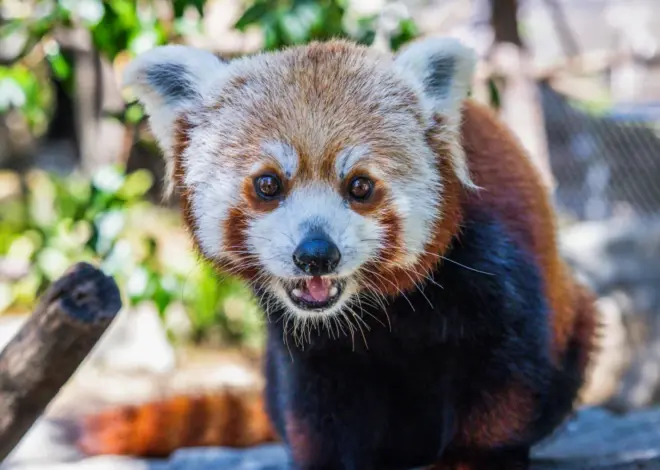 The second of two red panda cubs born at a California zoo dies