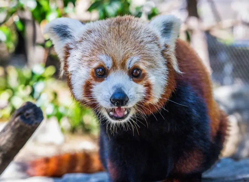 The second of two red panda cubs born at a California zoo dies
