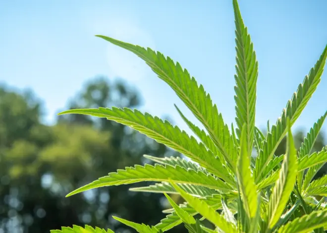Republican lawmakers complain about White House’s hemp push