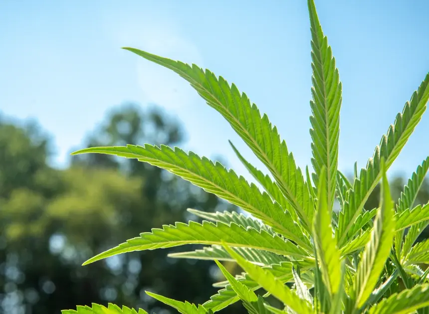 Republican lawmakers complain about White House’s hemp push