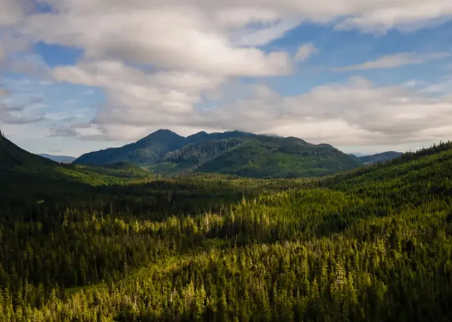 Trump administration moves to rescind rule that protects millions of acres of national forest