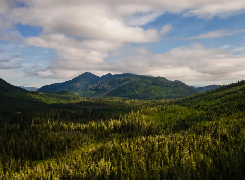 Trump administration moves to rescind rule that protects millions of acres of national forest