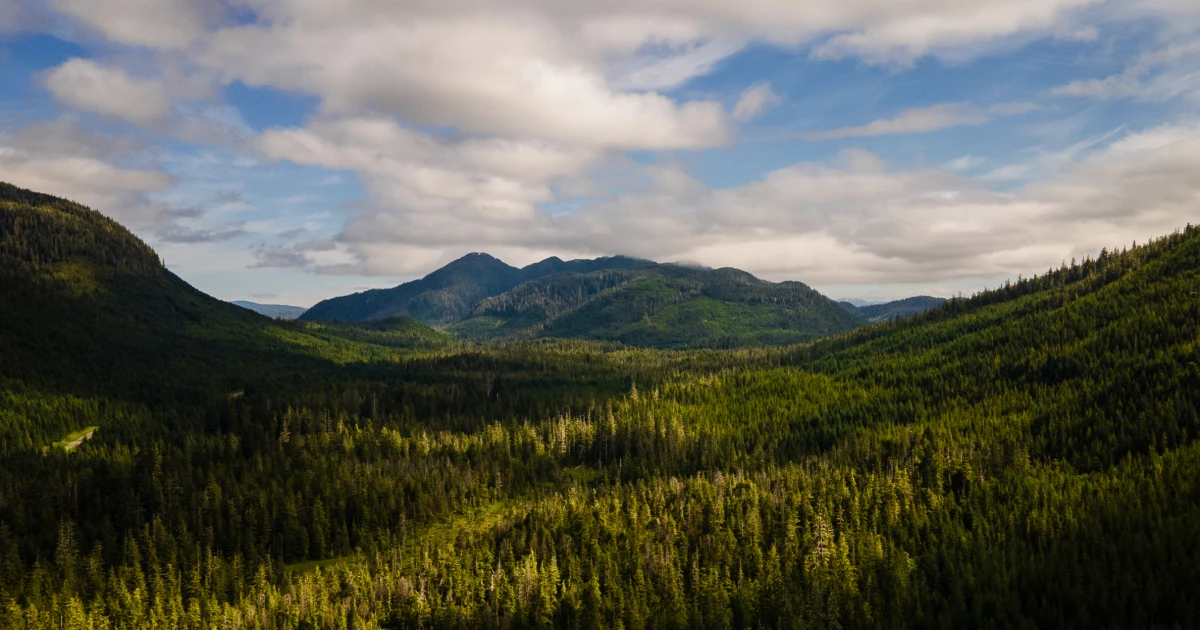 Trump administration moves to rescind rule that protects millions of acres of national forest