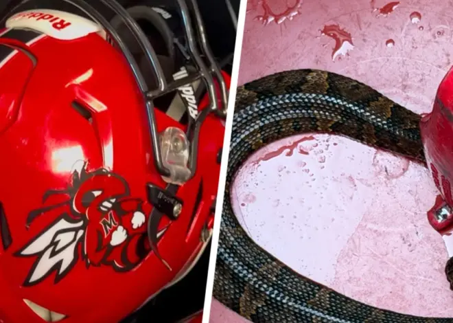 Arkansas high school football player finds deadly snake was in his helmet while he practiced for an hour