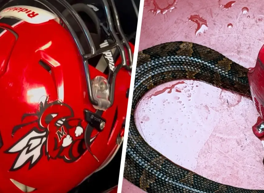 Arkansas high school football player finds deadly snake was in his helmet while he practiced for an hour