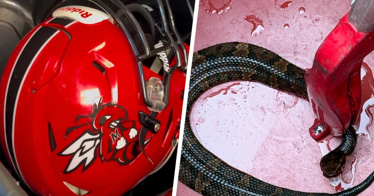 Arkansas high school football player finds deadly snake was in his helmet while he practiced for an hour