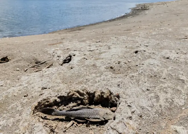 U.S. declares drought disaster for parts of Puerto Rico as dry conditions persist