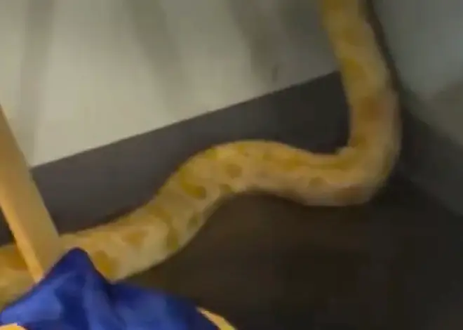 8-foot python named Nanner blamed by officials for Virginia school fire; teacher says snake is innocent