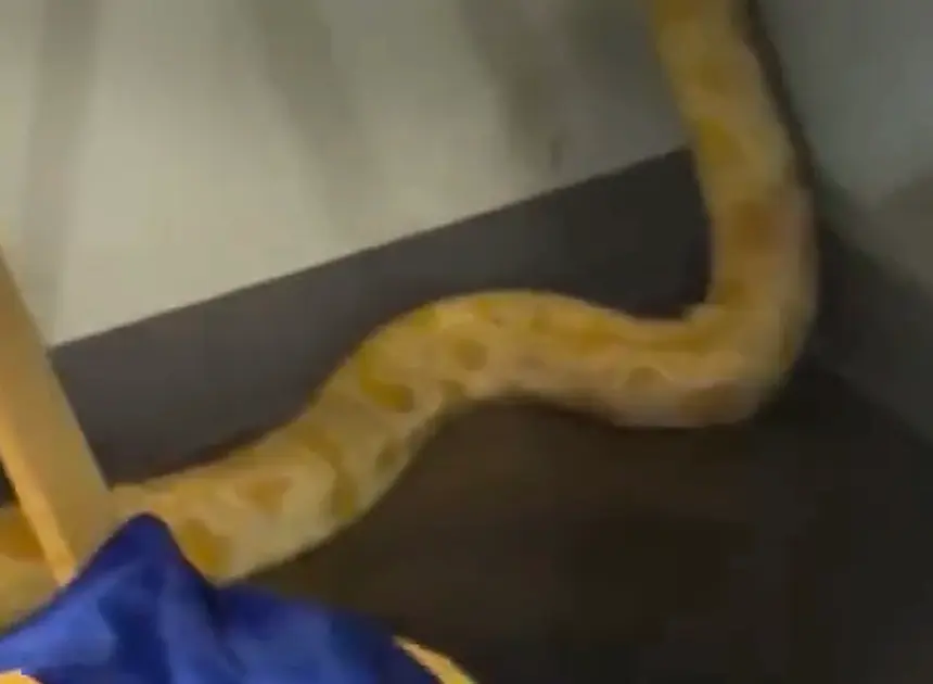 8-foot python named Nanner blamed by officials for Virginia school fire; teacher says snake is innocent