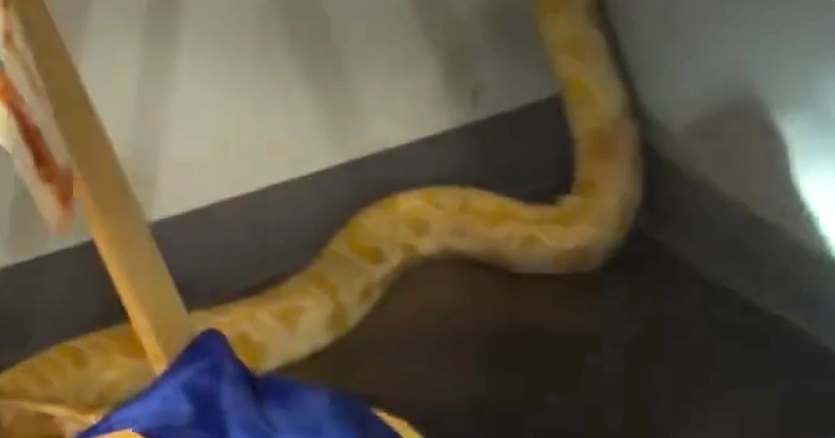 8-foot python named Nanner blamed by officials for Virginia school fire; teacher says snake is innocent